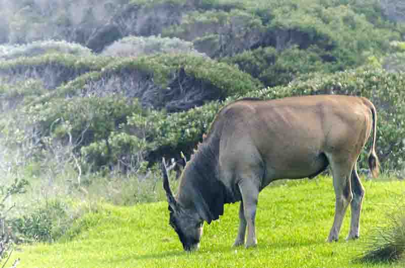 Antílope Eland - parque nacional Table Mountain - Sudáfrica 2.jpg
